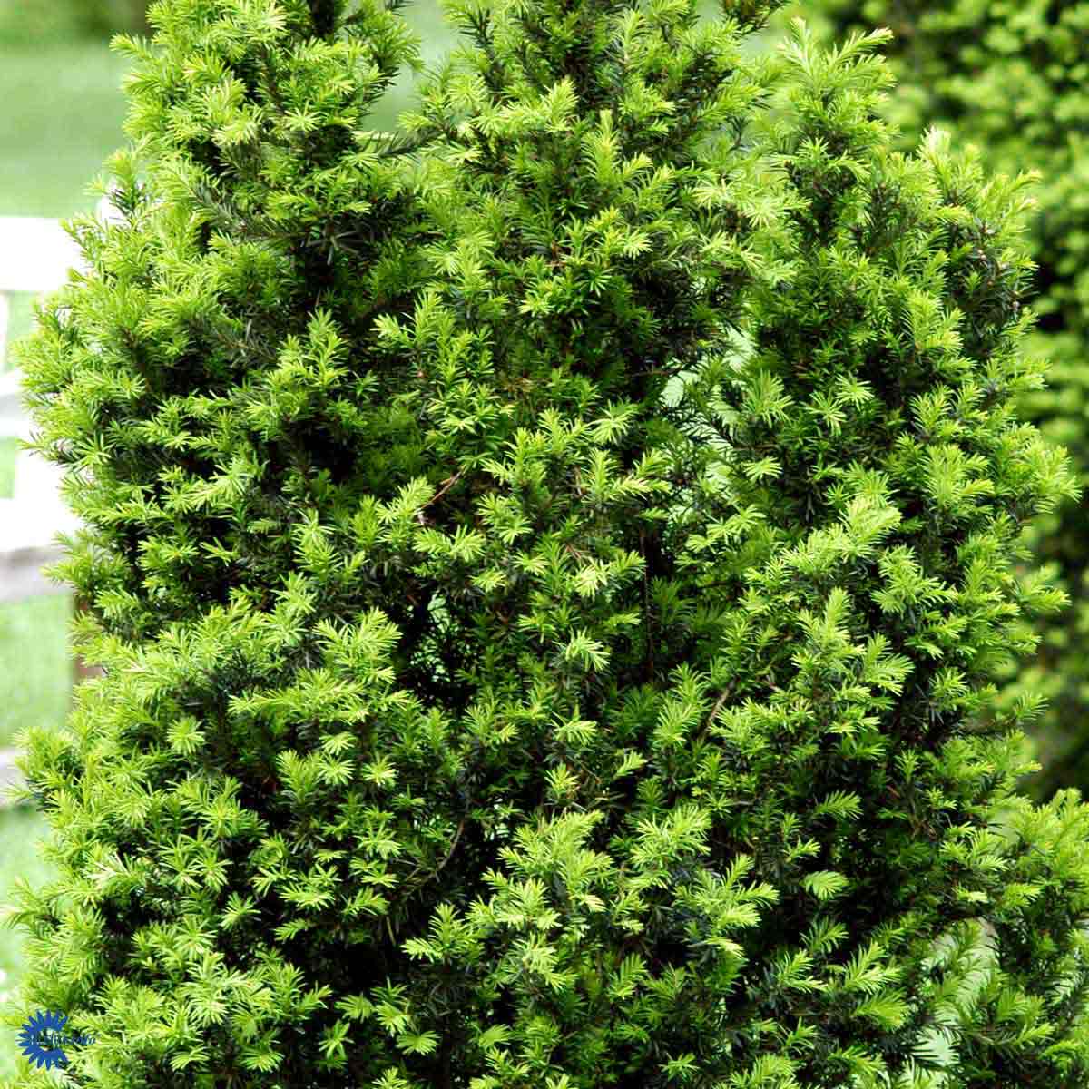 Nærbilde av Taxus media Hicksii hekk