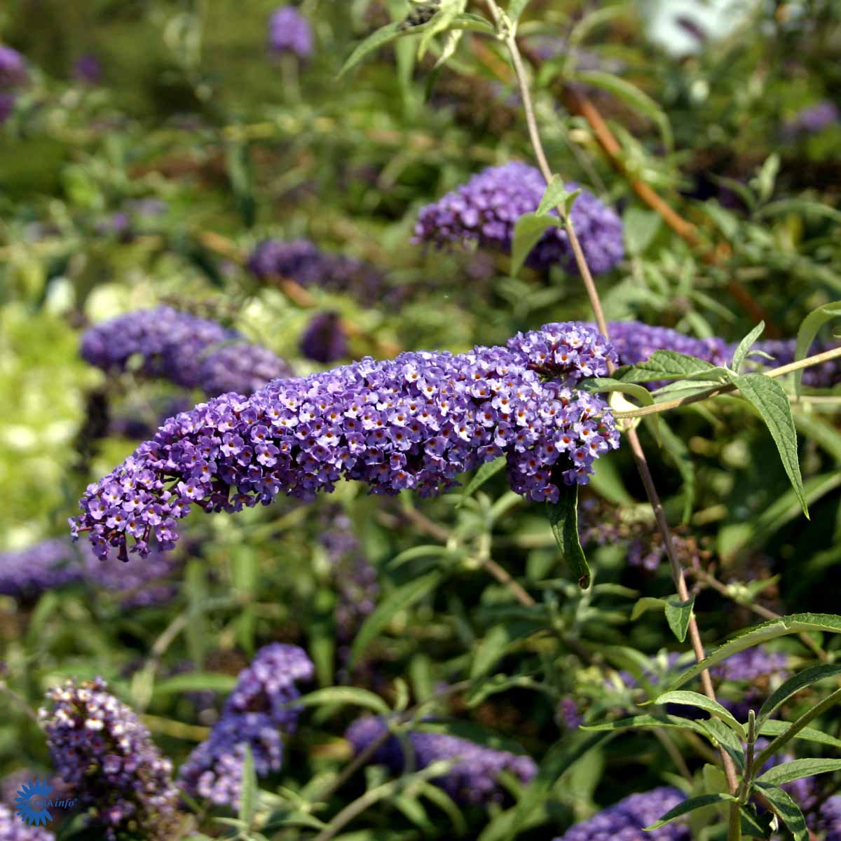 Fiolettblå sommerfuglbusk