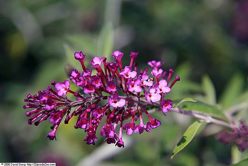 Photo by David J. Stang, CC BY-SA 4.0 , via Wikimedia Commons