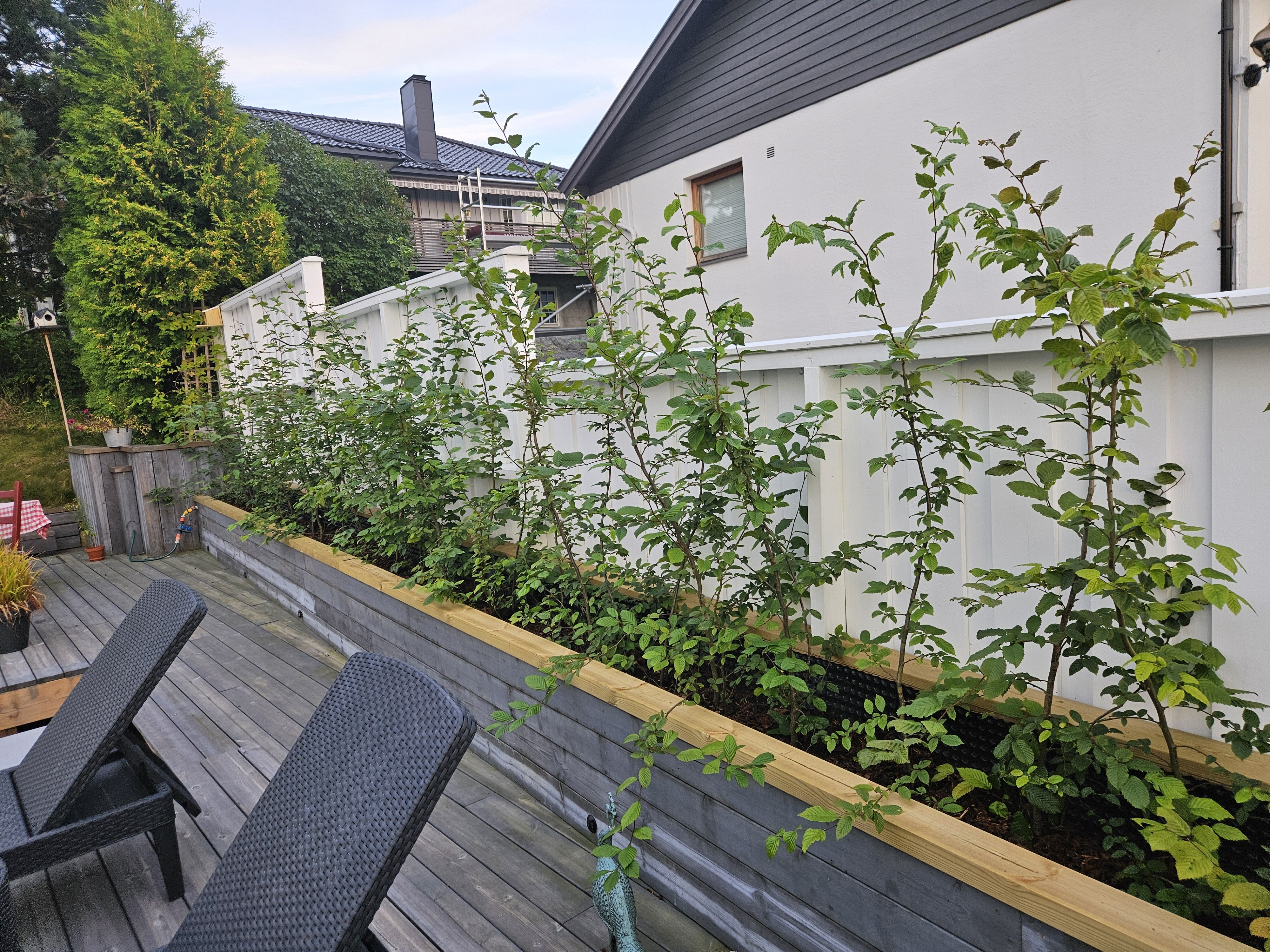 Agnbøk barrot Oslo juni 2024