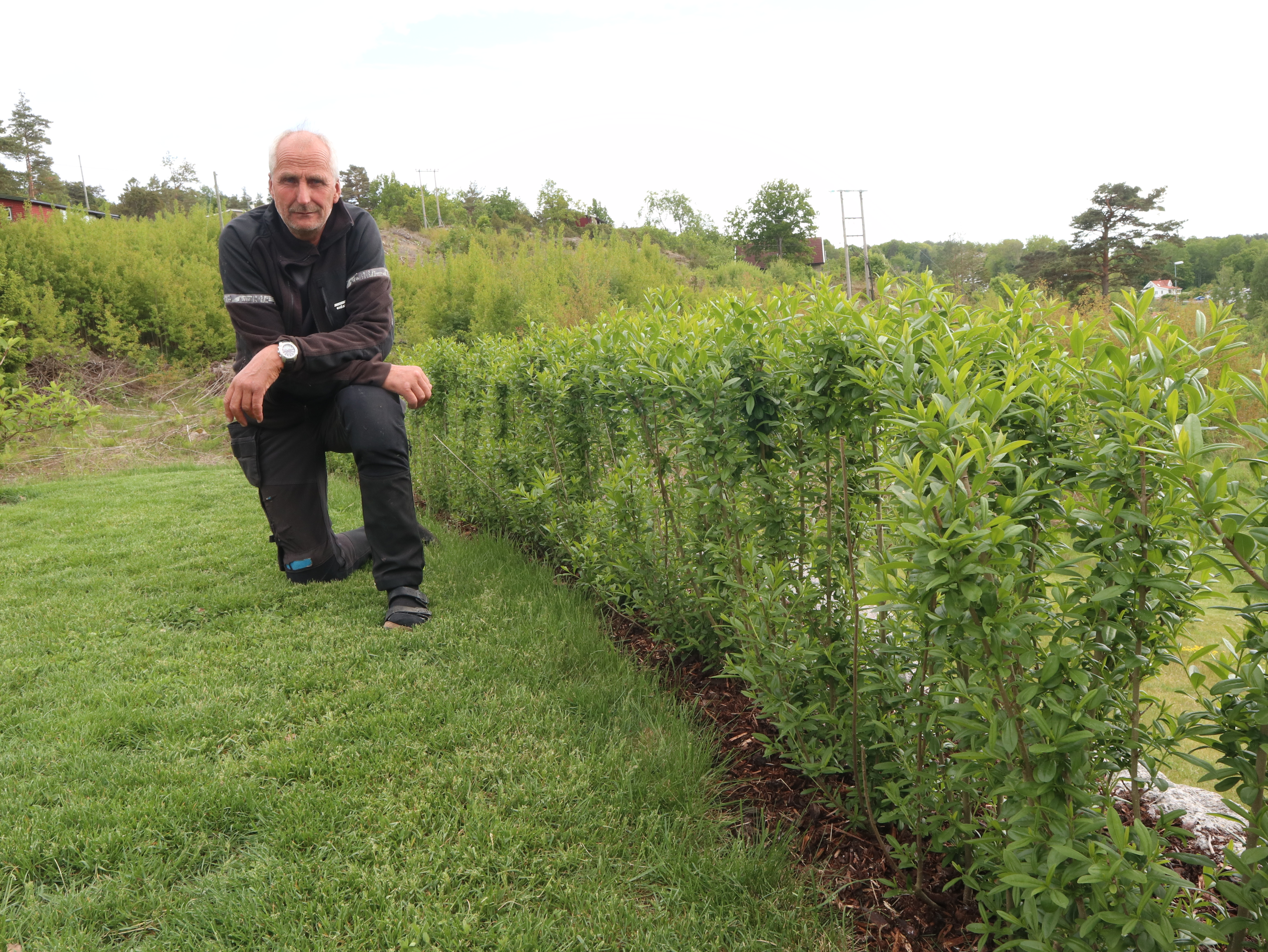 Portrett av Ole ansatt