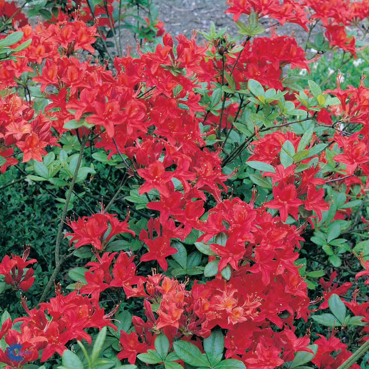 Hageazalea Satan'