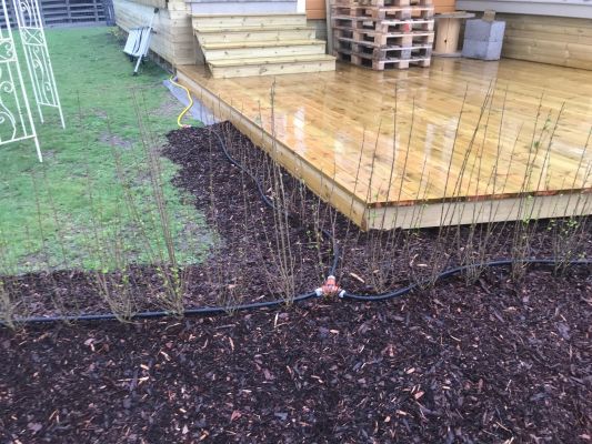 Bilde fra hageprosjektet TA, grønn og frodig hekk