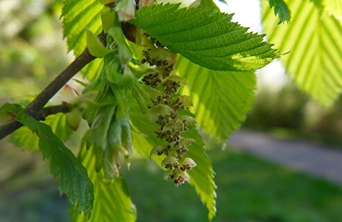 Forsidebilde med grønn agnbøkhekk