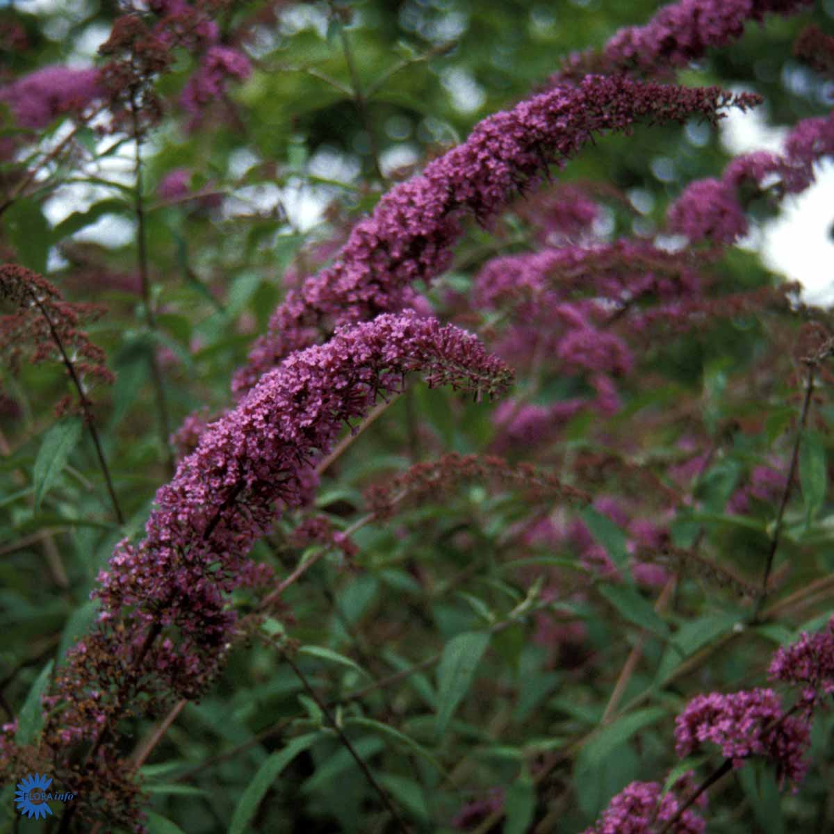 Høstsommerfuglbusk TOVE E('Tovelil')(norsk klon)