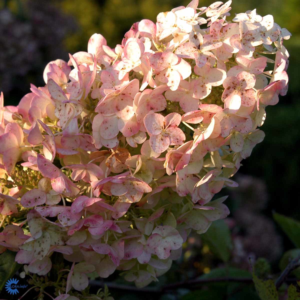 Syrinhortensia 'Unique'
