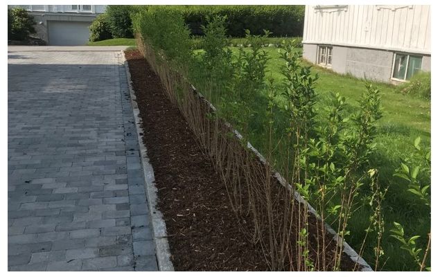 Vinterliguster barrotplanter klare for hekk i Skien