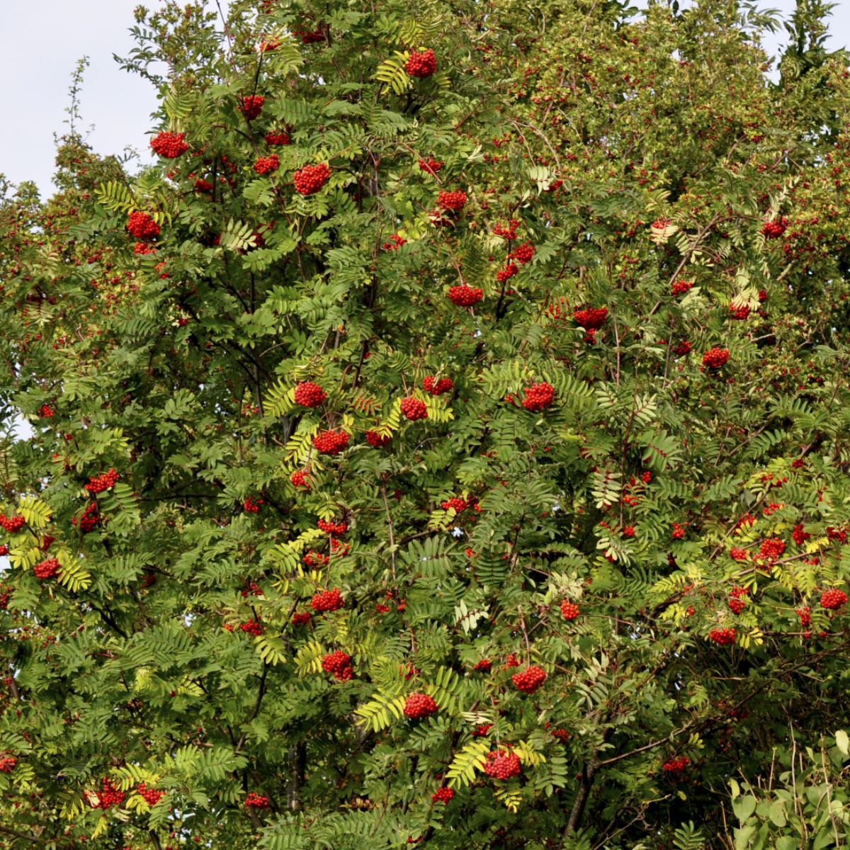 Rogn fk Sauherad E (norsk frøkilde)