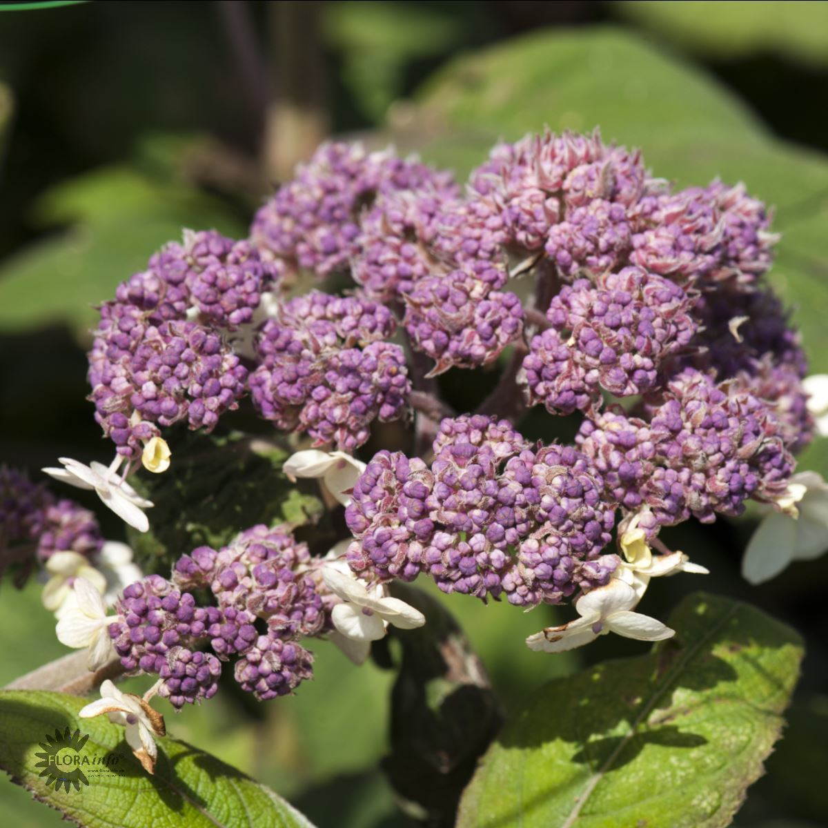 SARGENTHORTENSIA (BUSK)