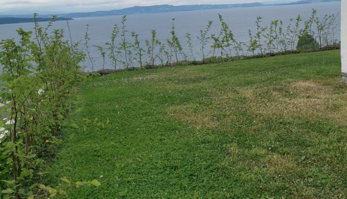 Agnbøk hekk plantet i Levanger, robust og frodig