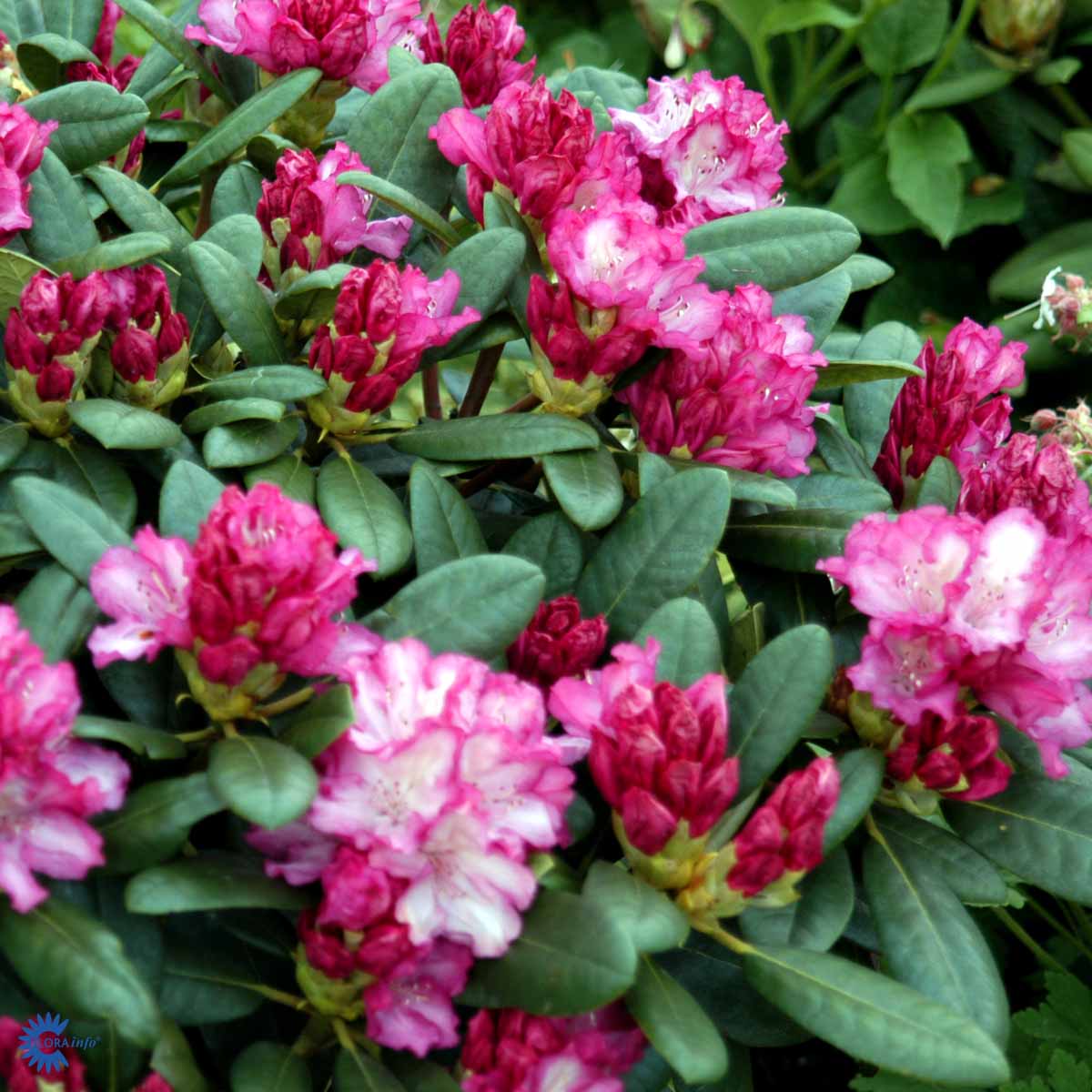 Rhododendron 'Blurettia'