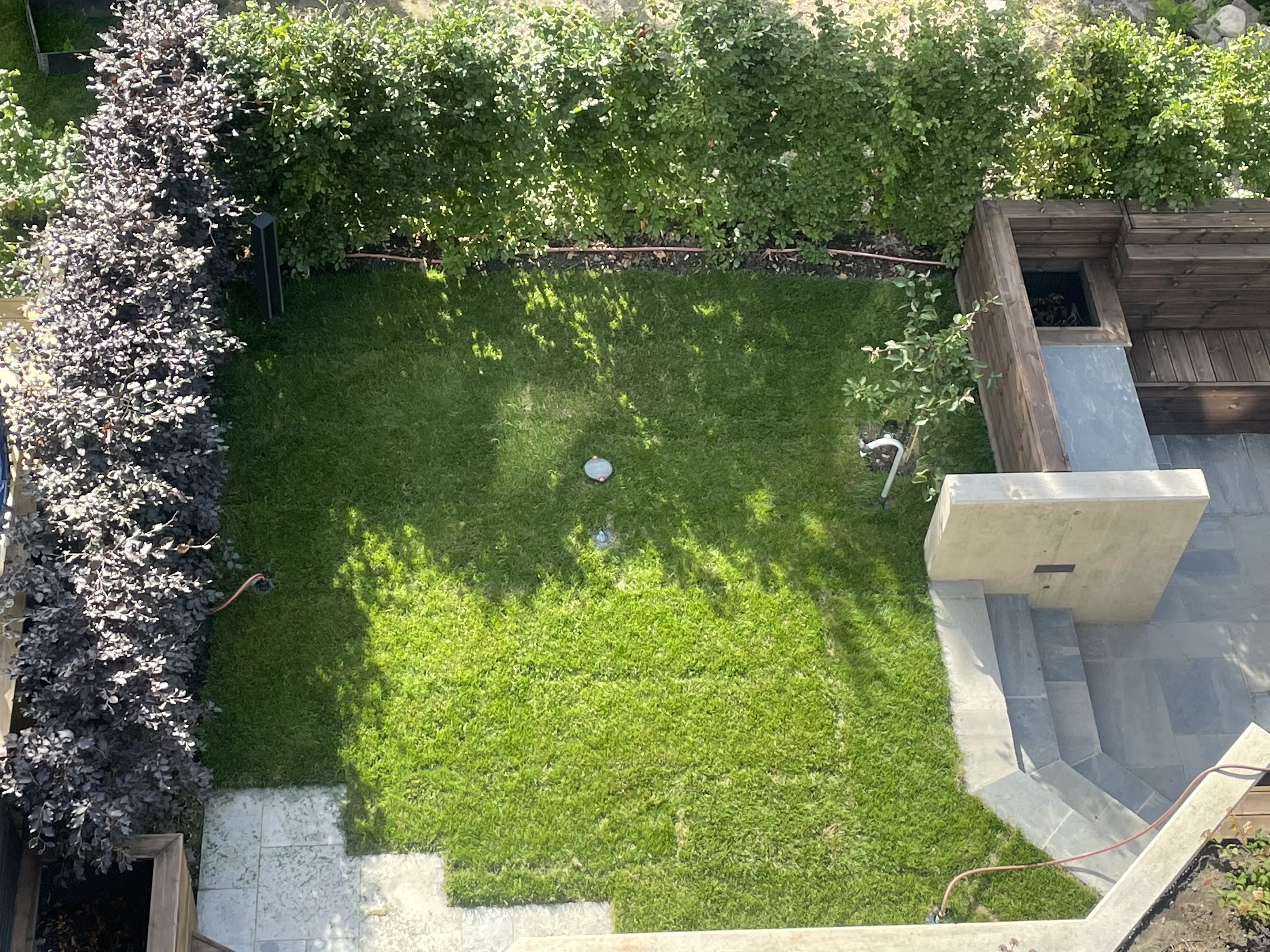 Fagus Sylvatica villa ferdighekk Oslo juni 2024 3