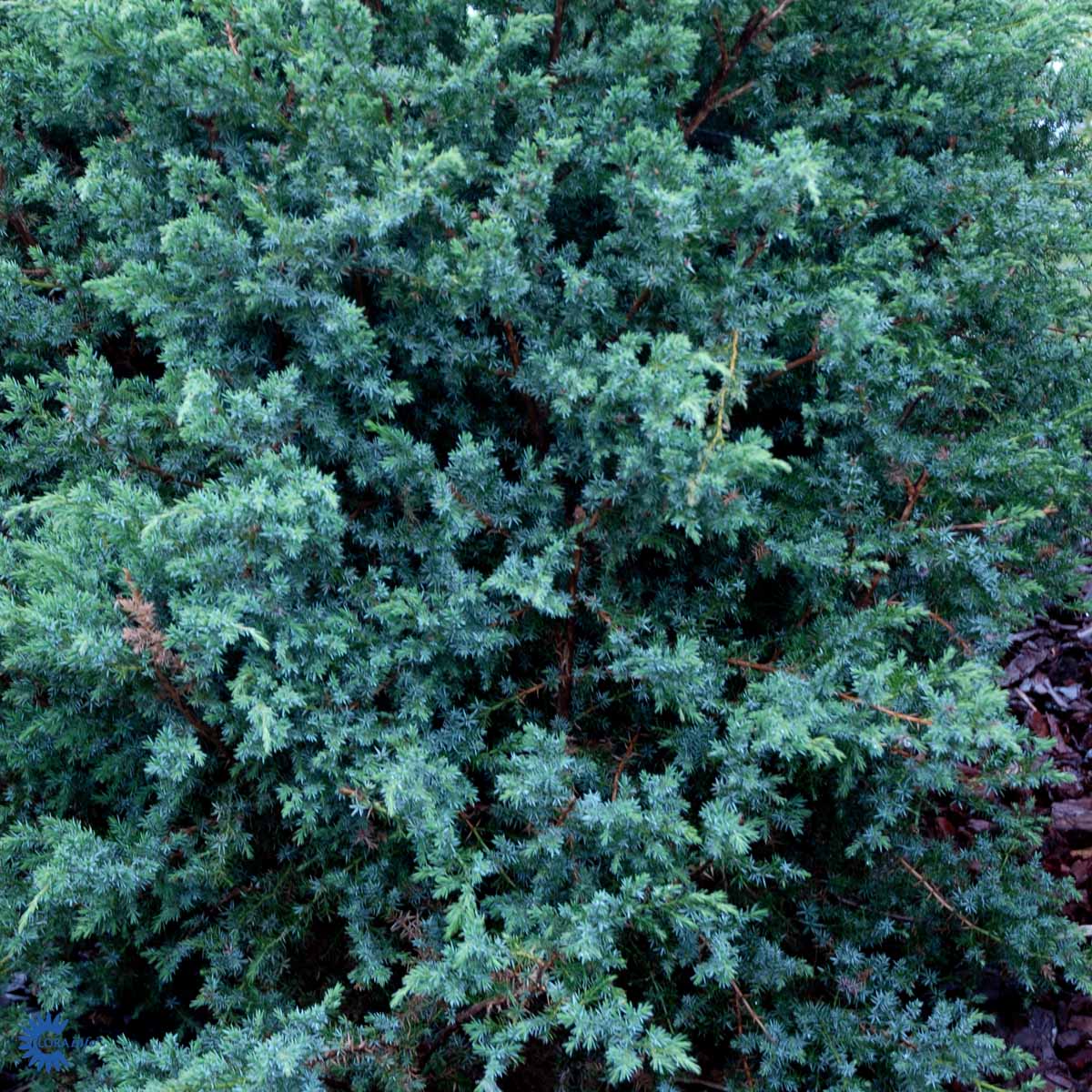 Kinaeiner 'Blue Alps'