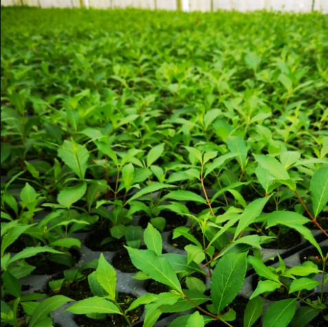 Roseklokkebusk 'Korea'