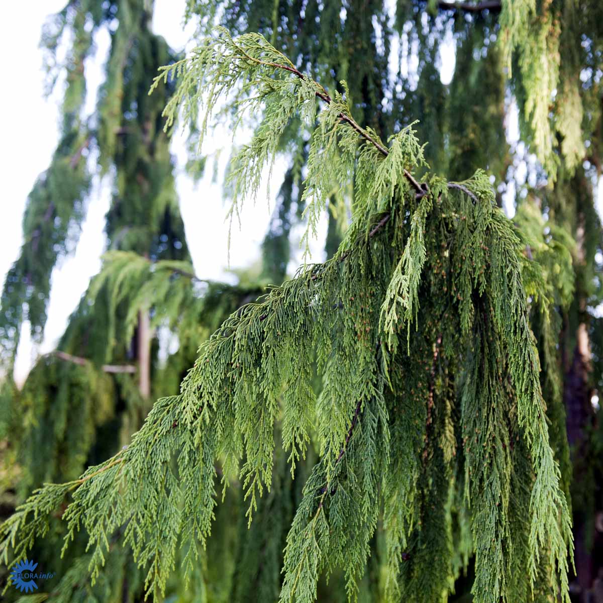 Nutkasypress 'Pendula'