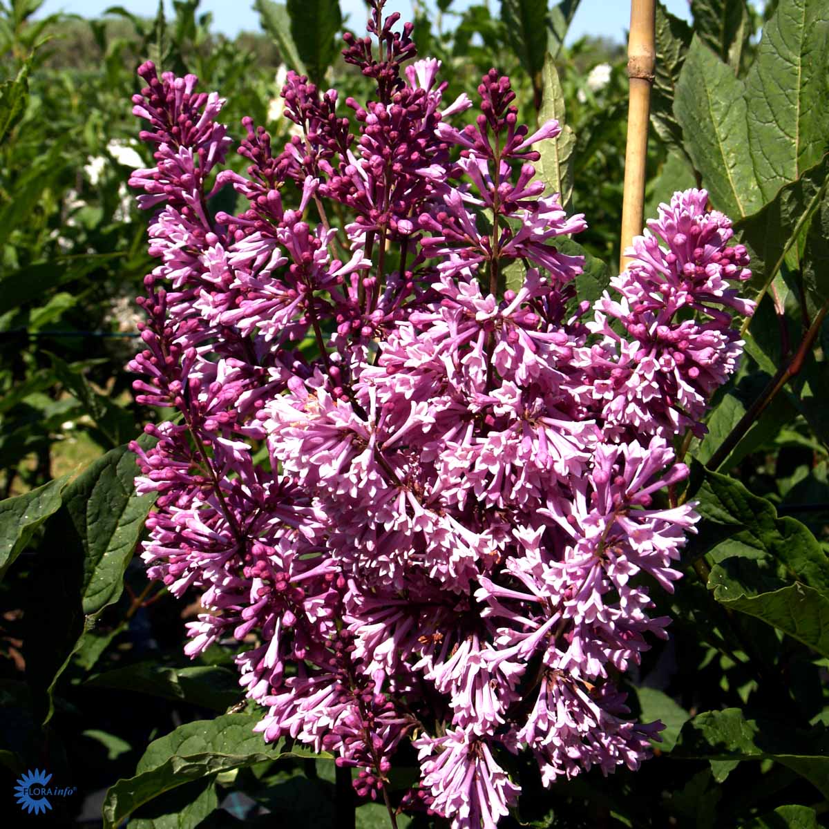 Prestonsyrin 'Royalty'