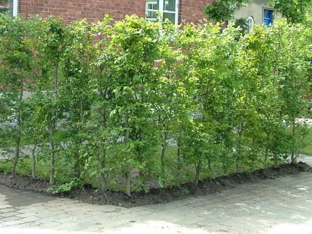 Bøk hekk med tett løvverk, populær i norske hager