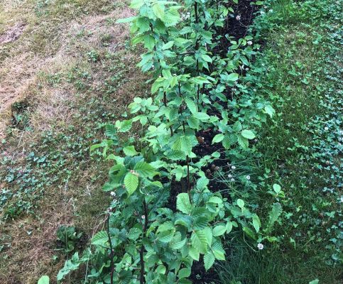 Agnbøk hekk plantet i Fredrikstad, grønn og frodig