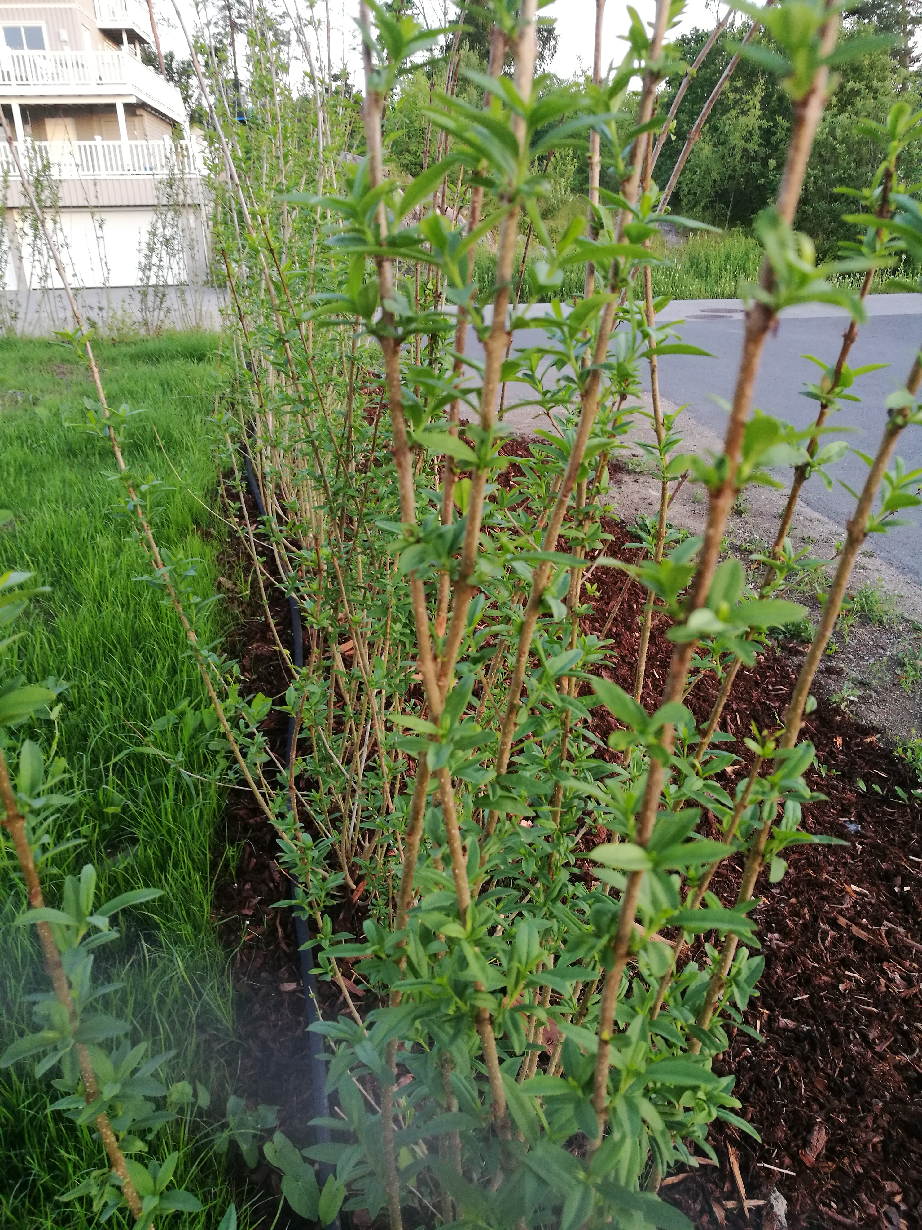 Liguster Liga barrot hekkplanter i Slemmestad