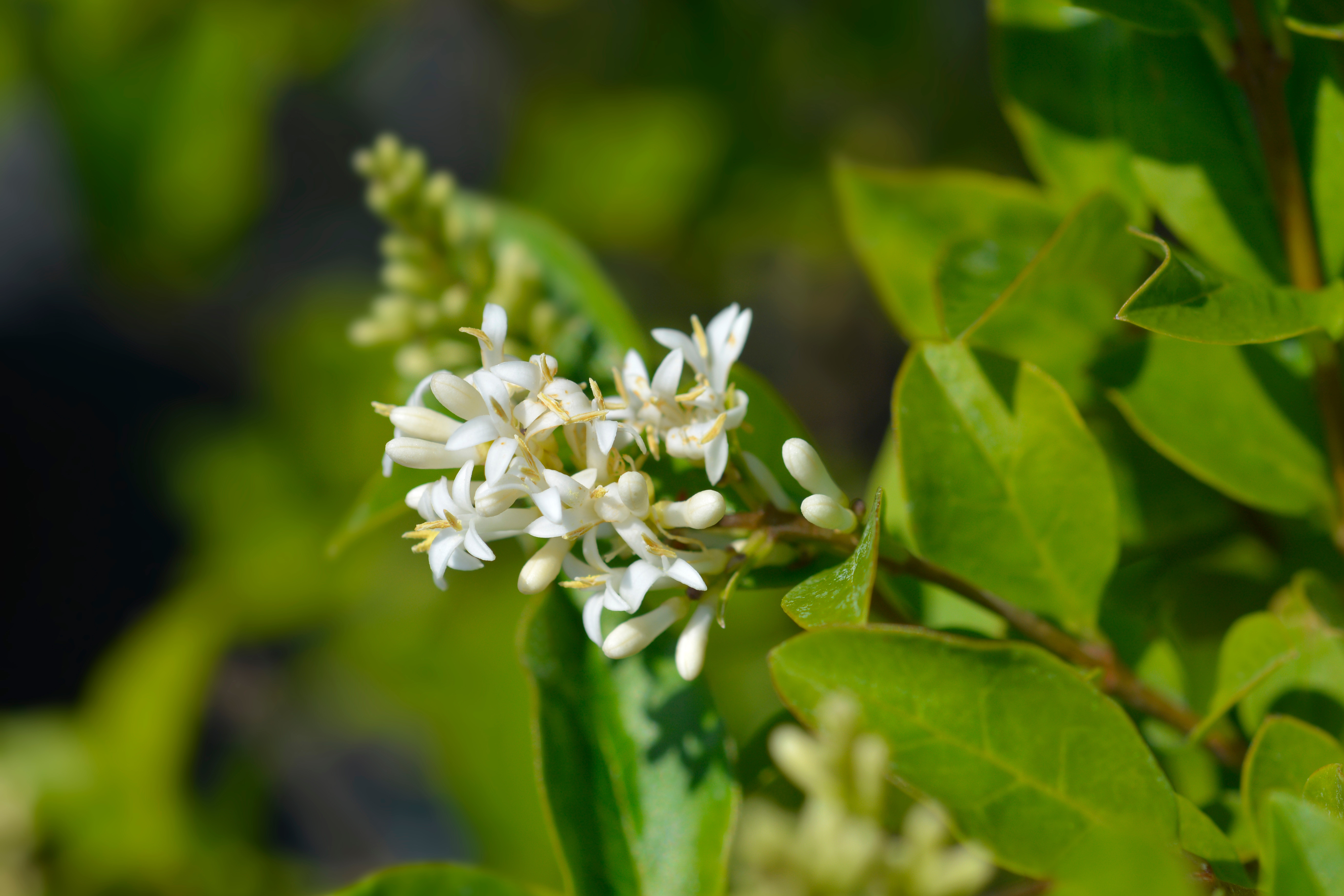 Ligustrum ovalifolium hekk med blomster