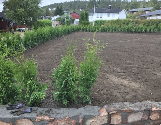 Bilde fra hageprosjekt i Svelvik, grønn hekk