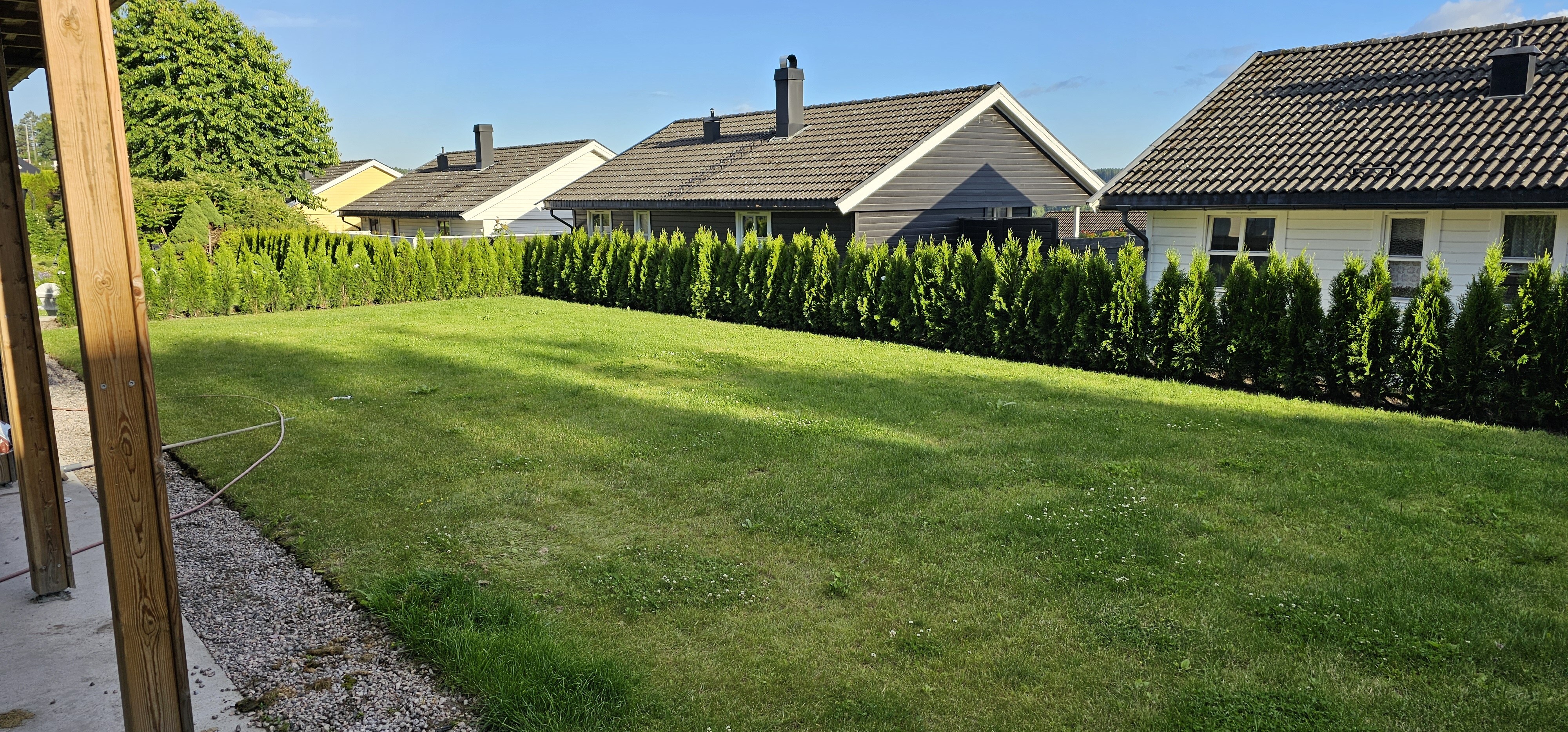 Thuha smaragd Skien juni 2024