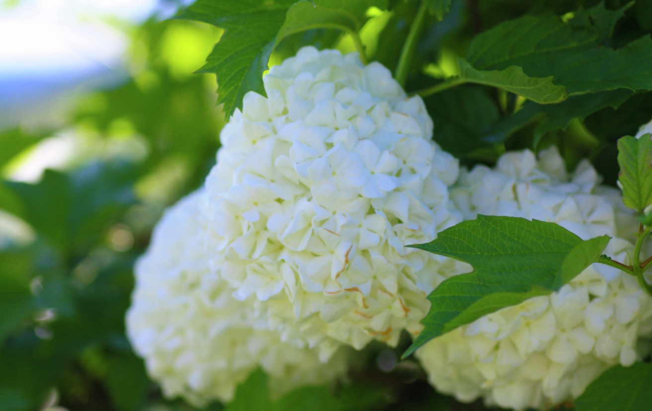 Villkrossved 'Pohjan Neito