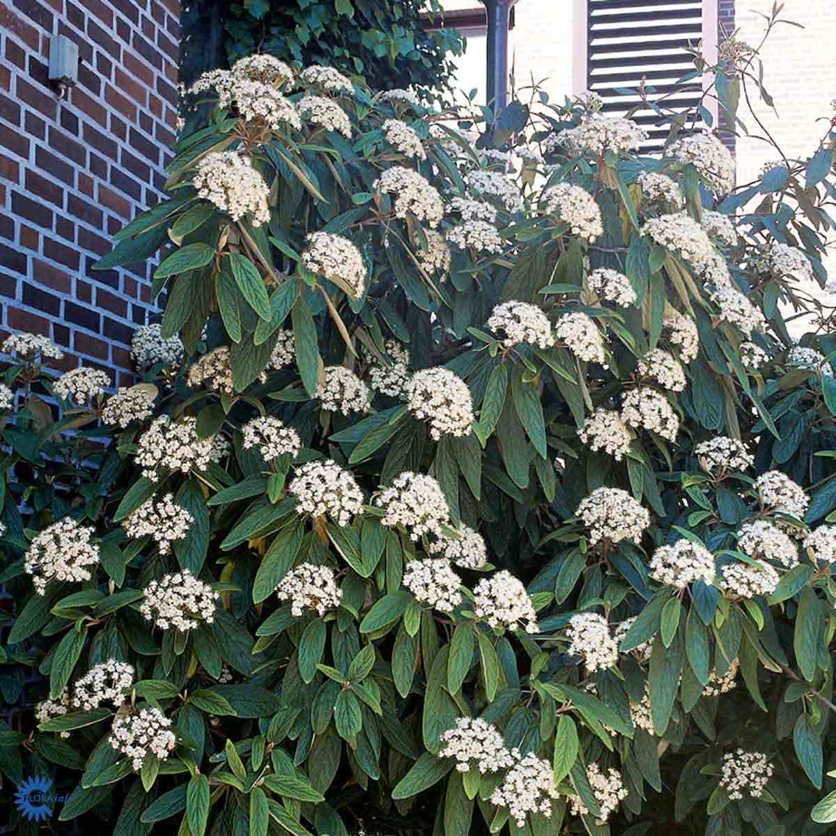 VINTERKROSSVED (BUSK)