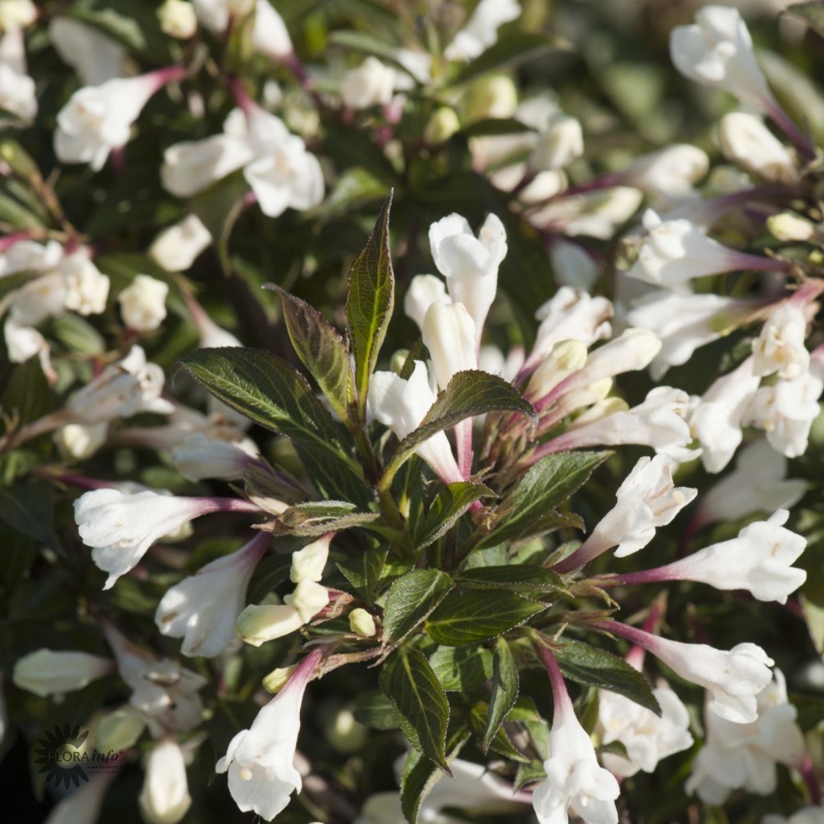 Klokkebusk Black and White