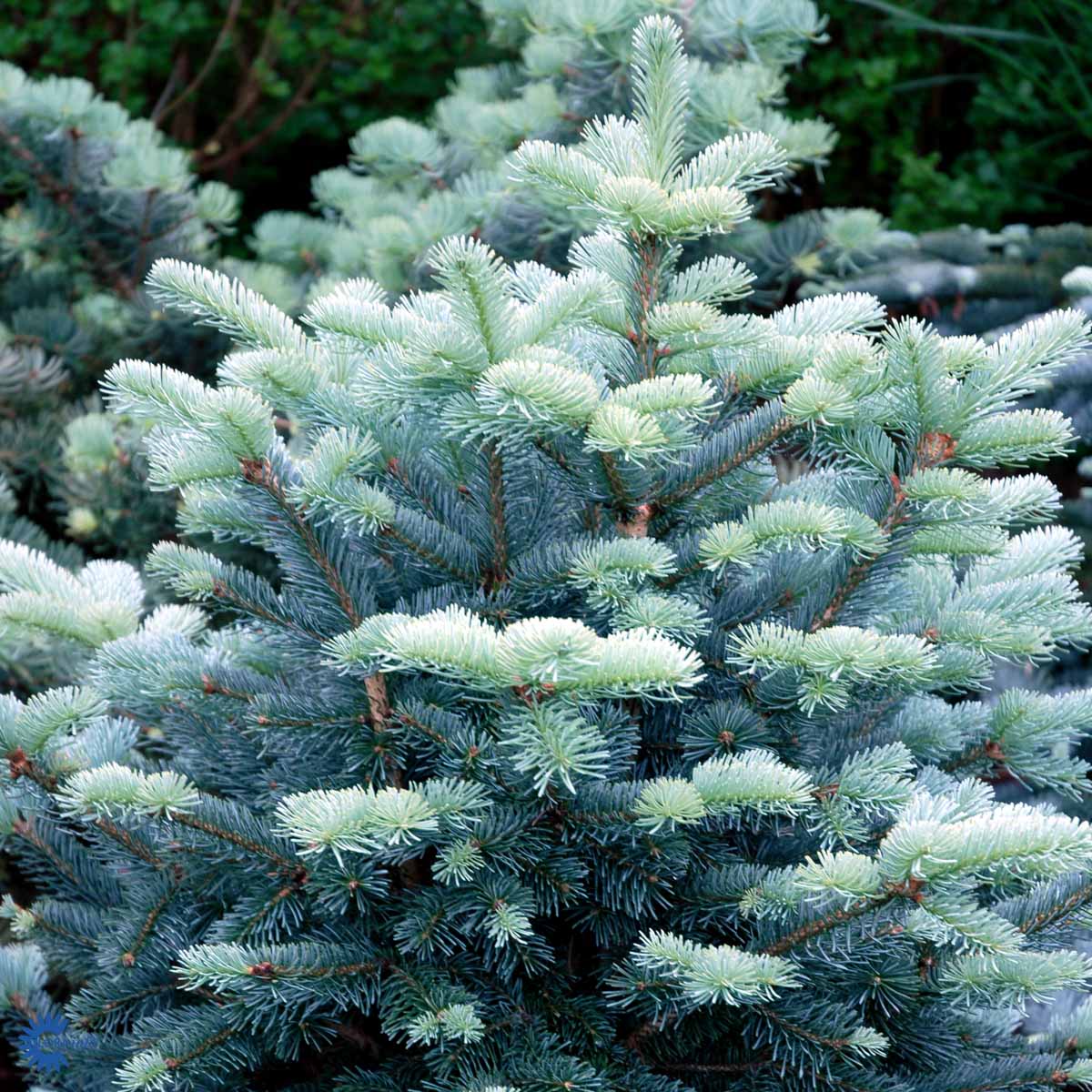 Fjelledelgran 'Compacta'