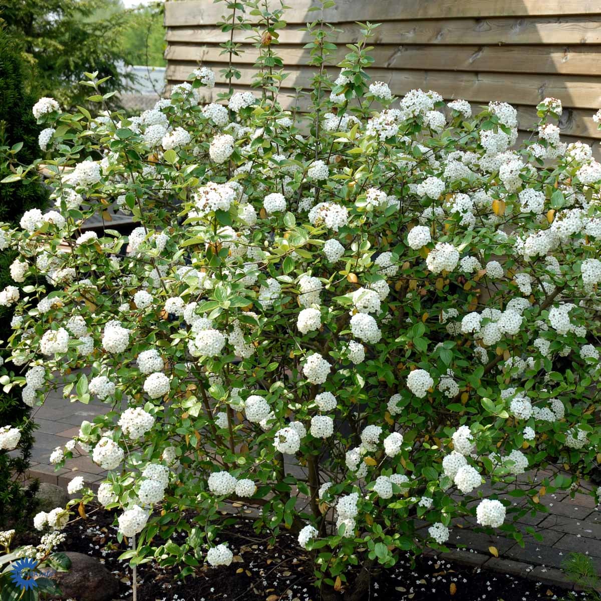 HYBRIDKROSSVED (BUSK)