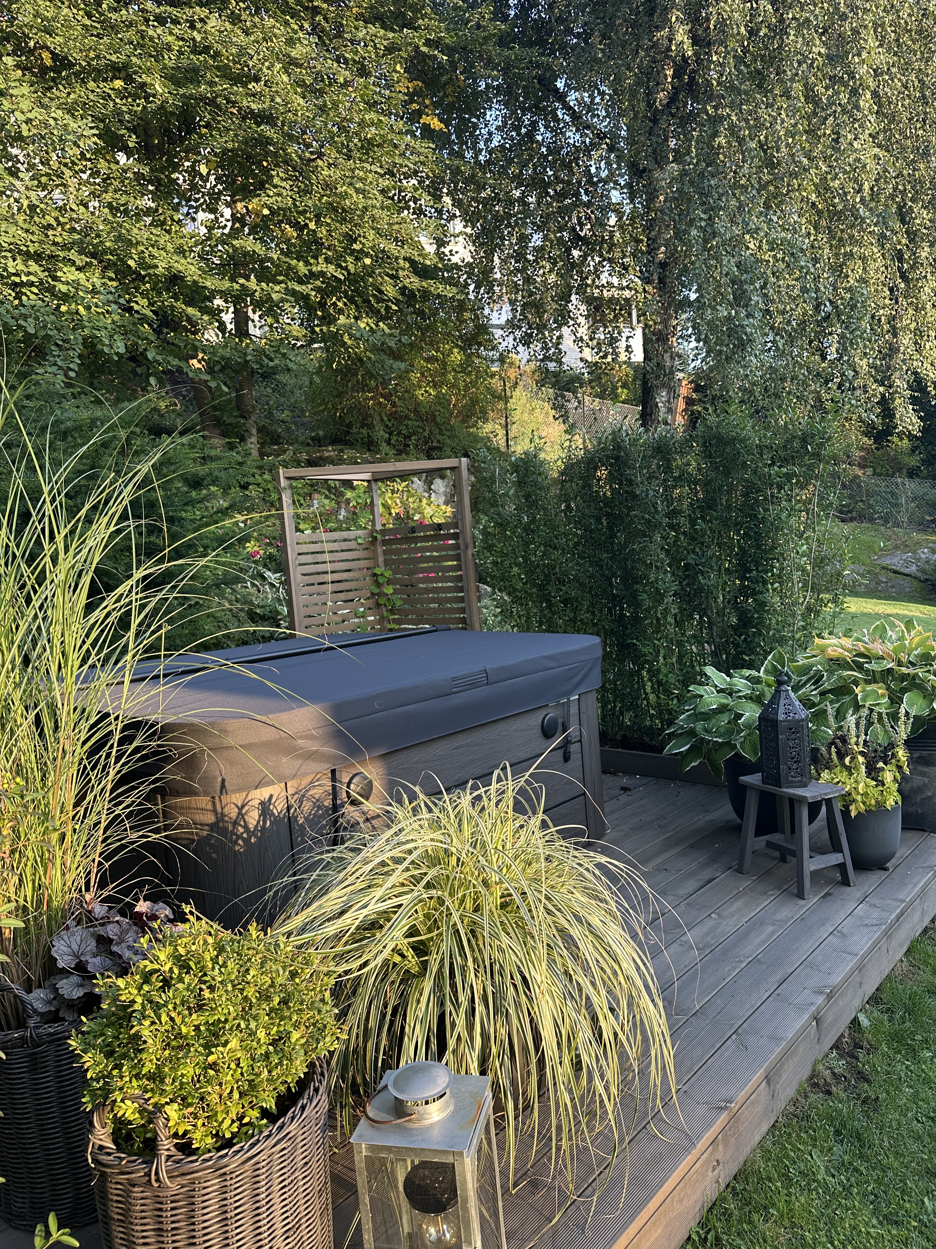 Liguster Liga ferdighekk Oslo 2025 1