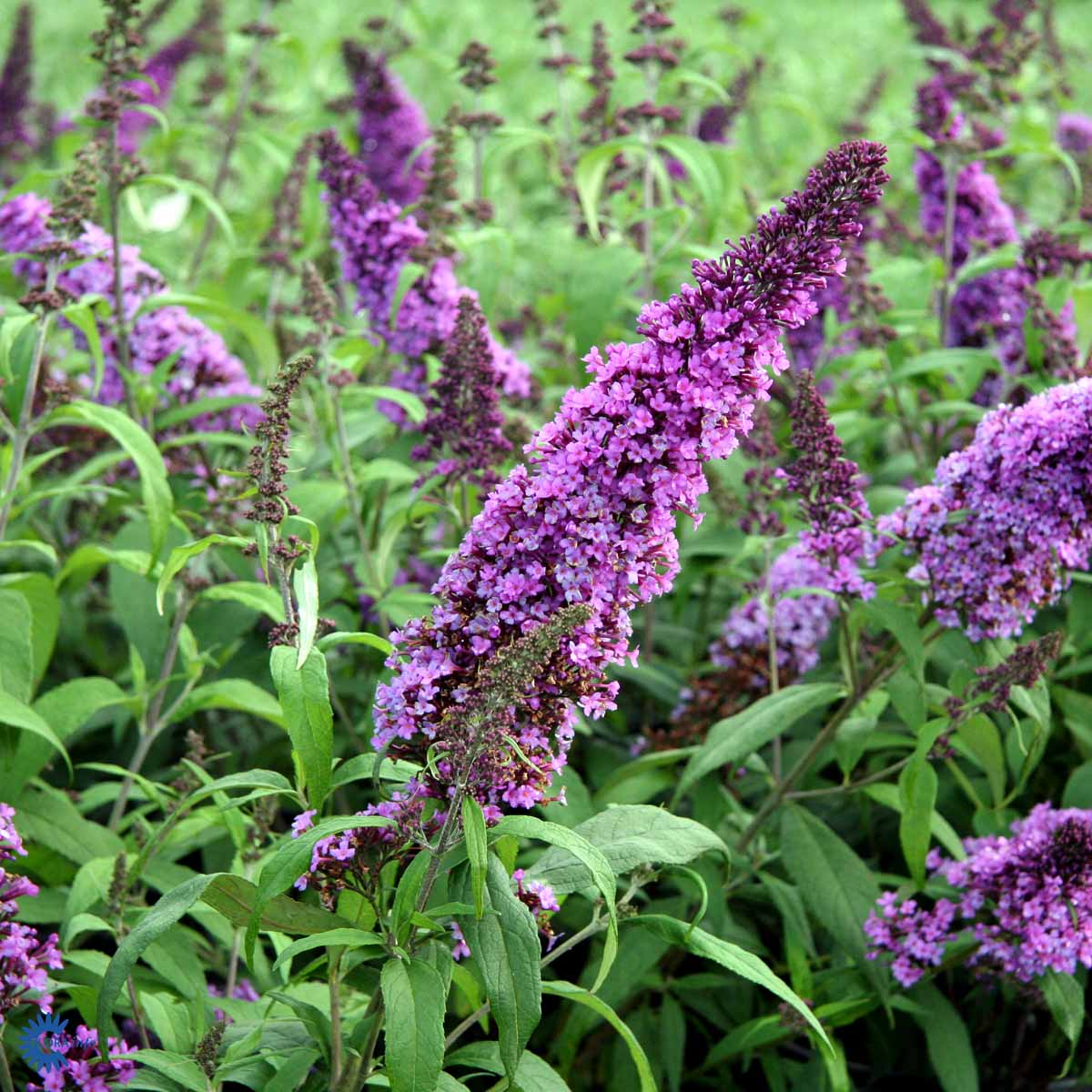Sommerfuglbusk Peacock