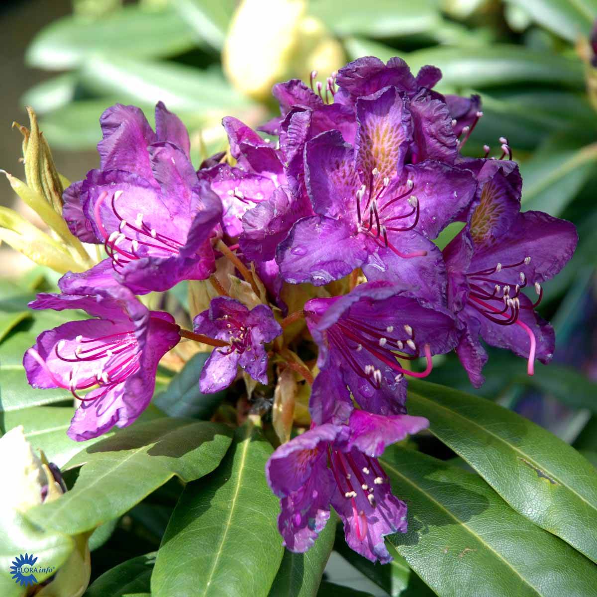 Rhododendron storblomstret  'Marcel Menard'