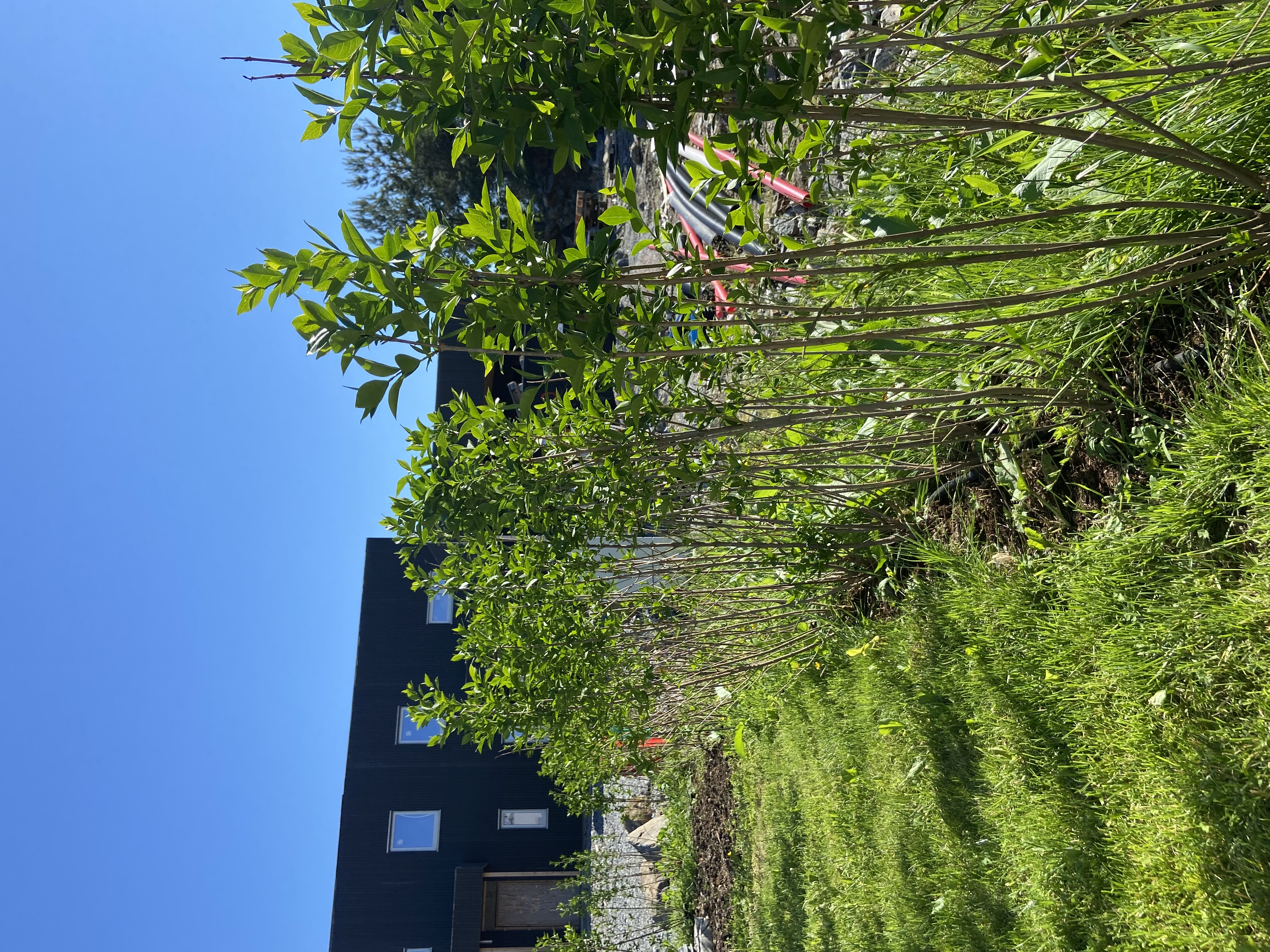 Bilde av grønn hekk og frodig hage