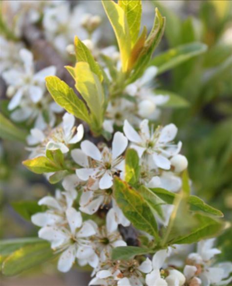 Sandkirsebær (Liten plante Co 1.5)