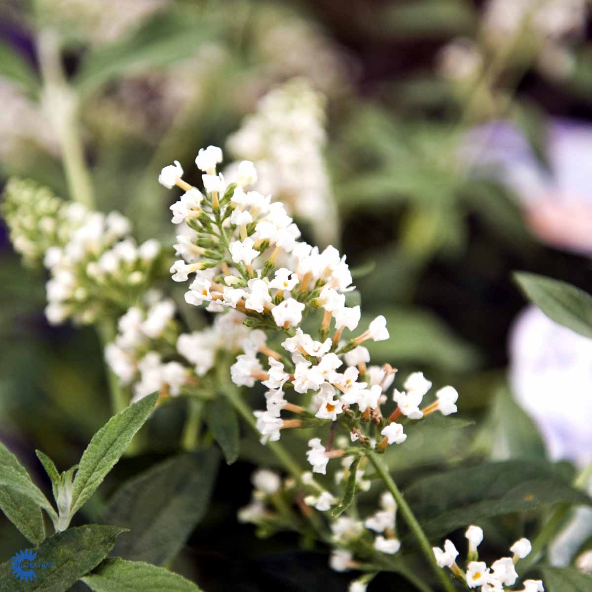 Sommerfuglbusk White Chip