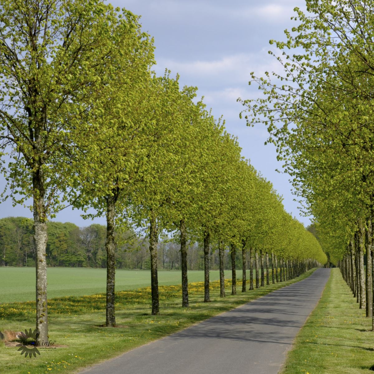 Parklind 'Pallida' syn. 'Koningslinde