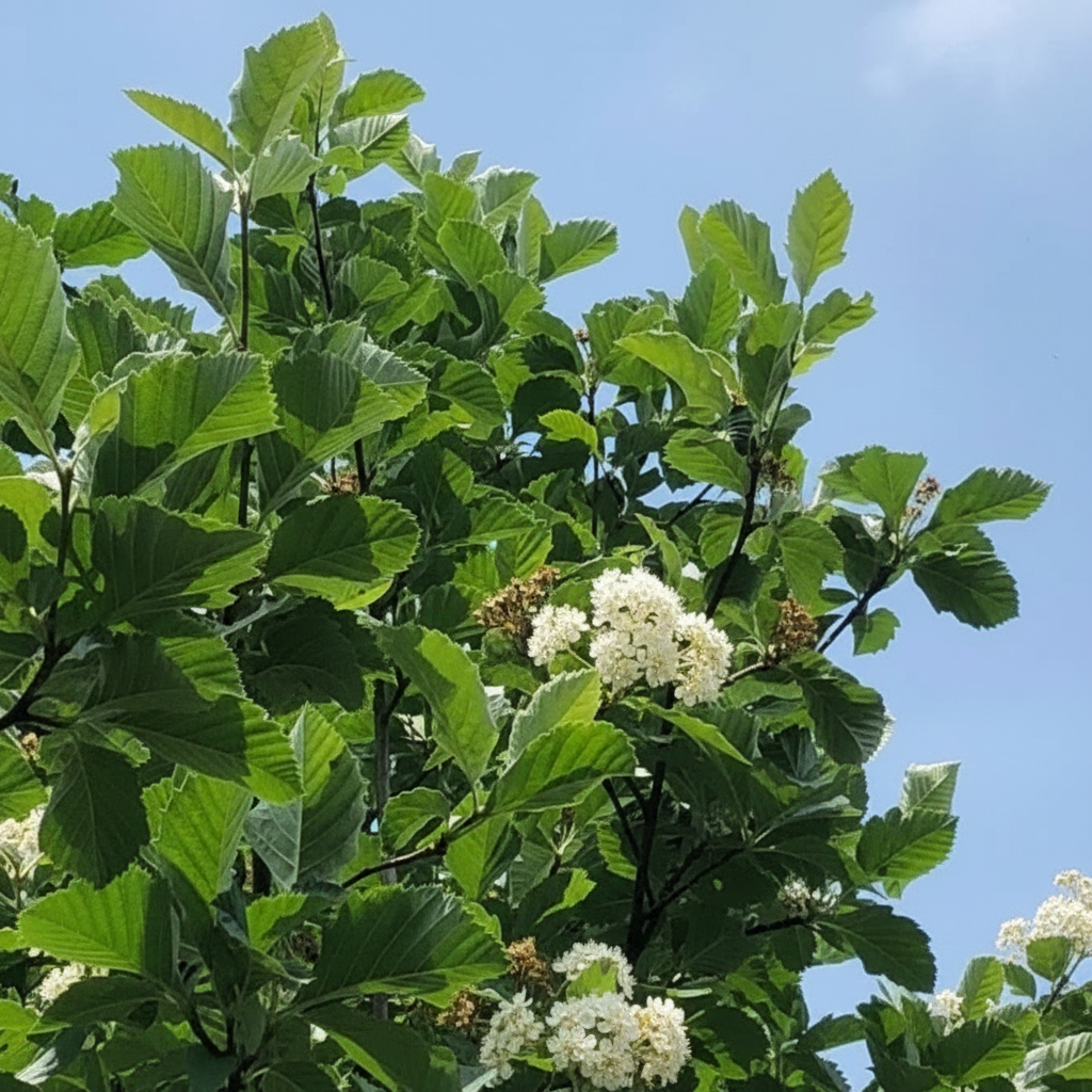 Gråasal E (svensk klon)