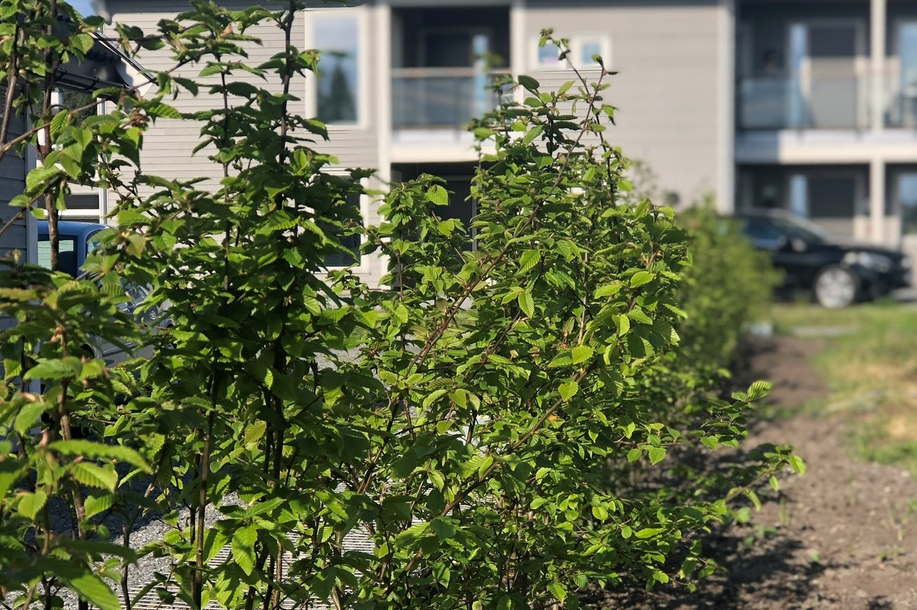Agnbøk hekk, barrot, plantet i Tyristrand