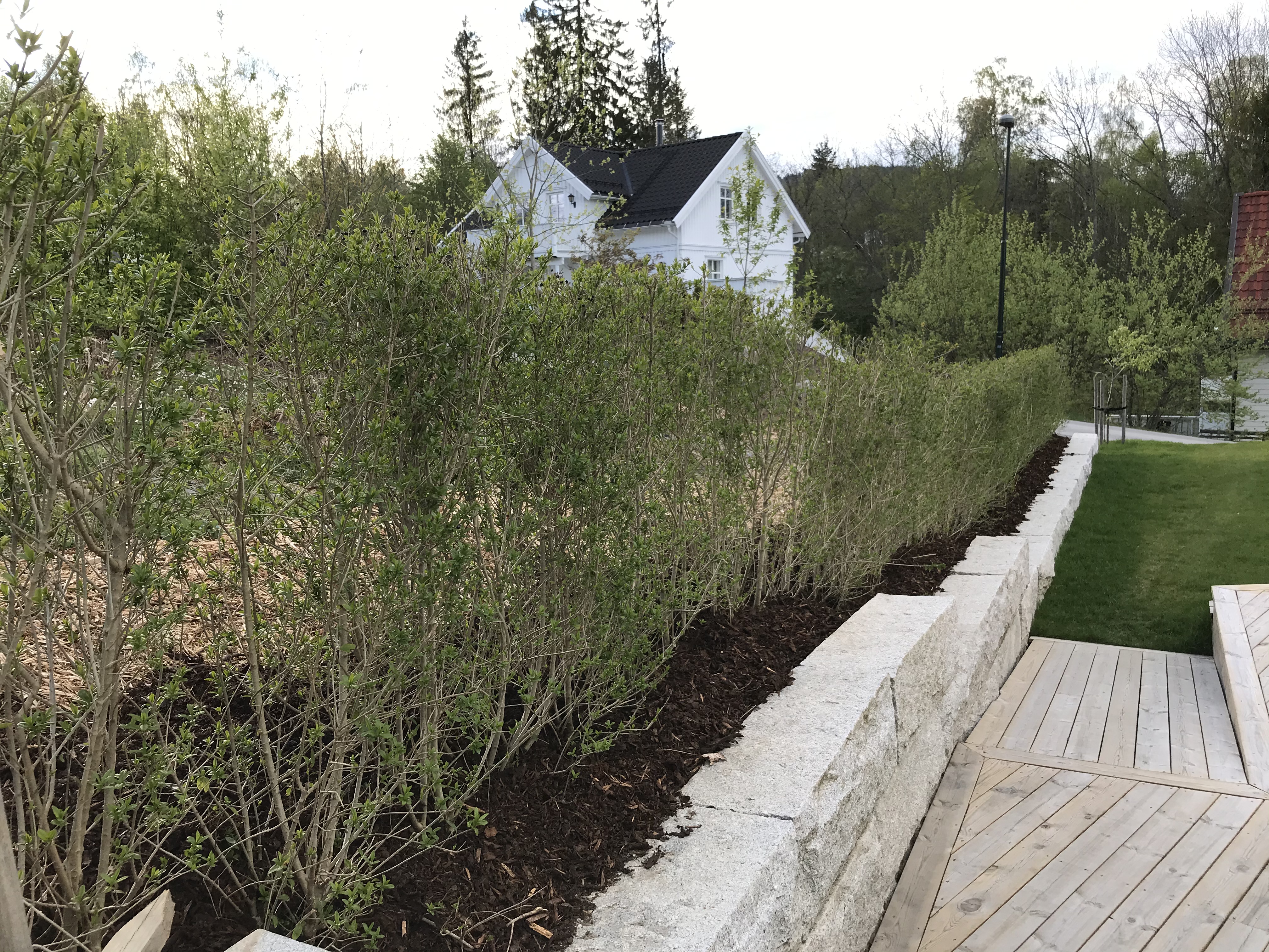 Liguster Liga ferdighekk i Asker