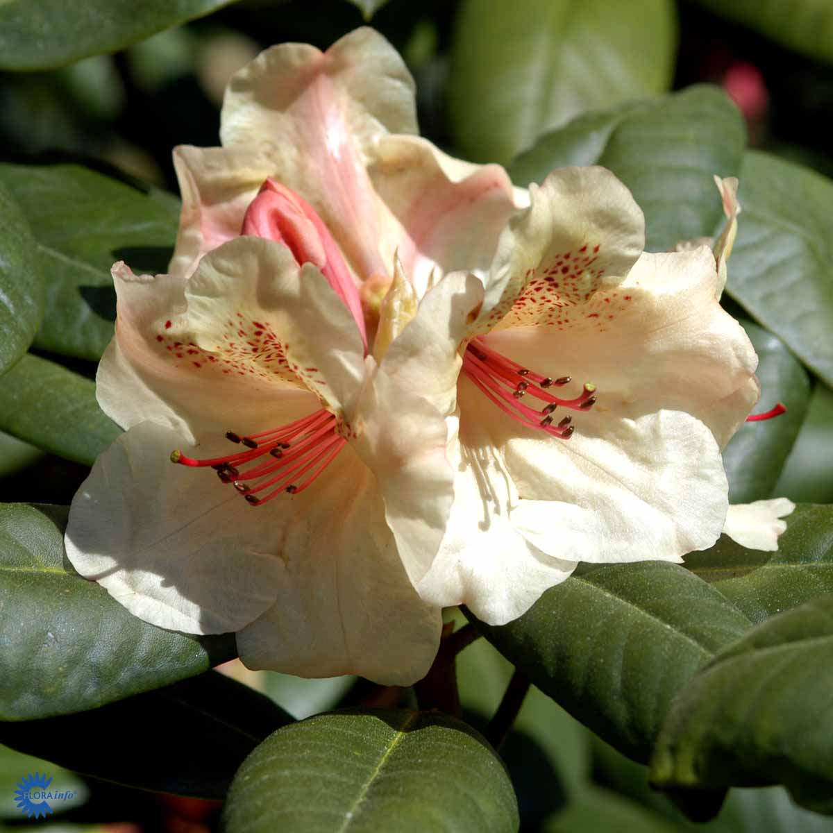 Rhododendron storblomstret  'Viscy'