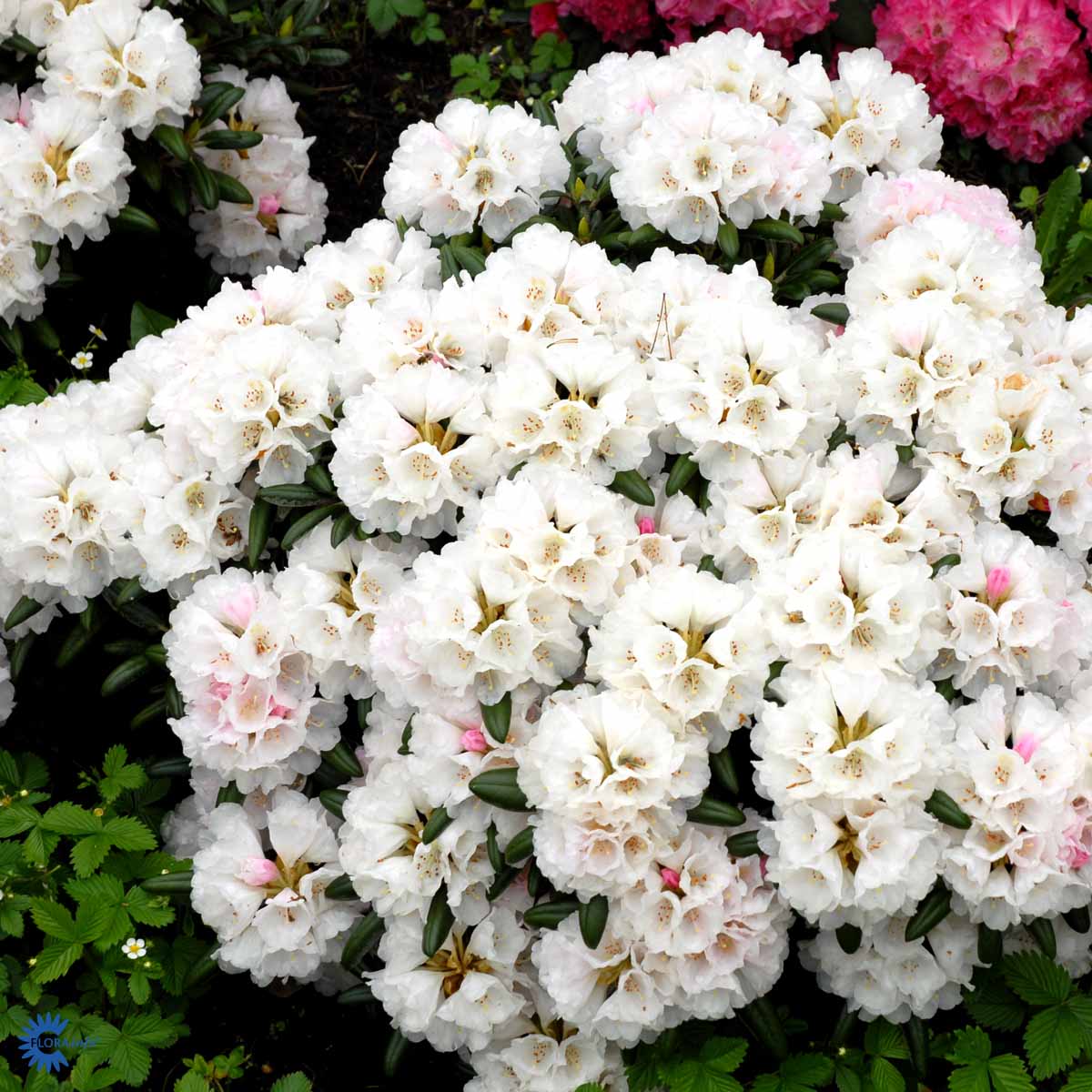 Rhododendron 'Koichiro Wada'