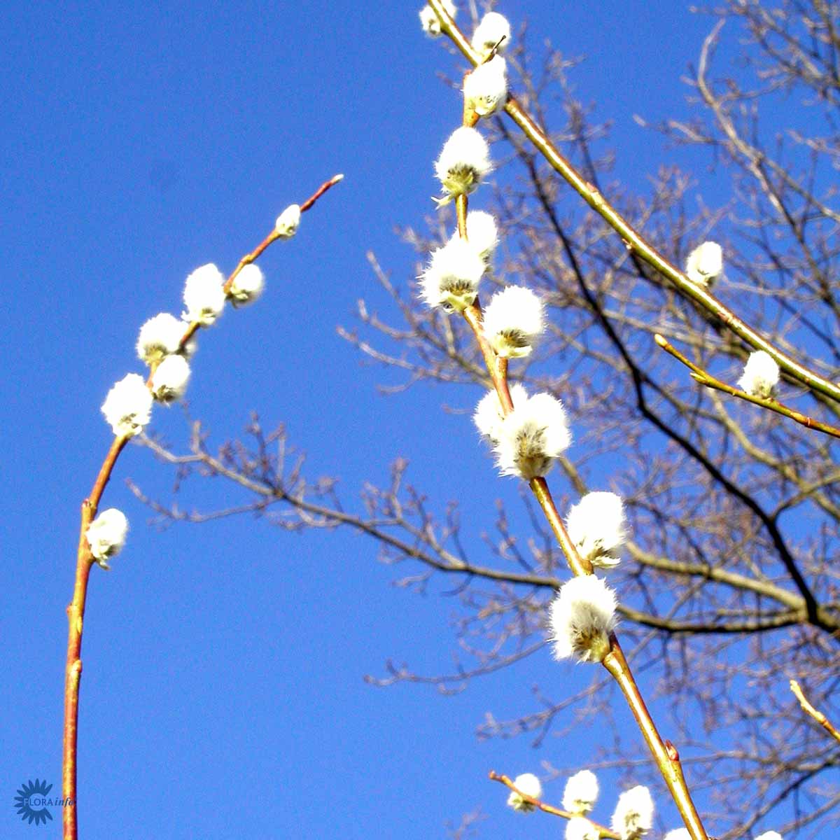 Selje fk Reiersøl(norske frøkilder) og 'Raita' (Finsk klon)