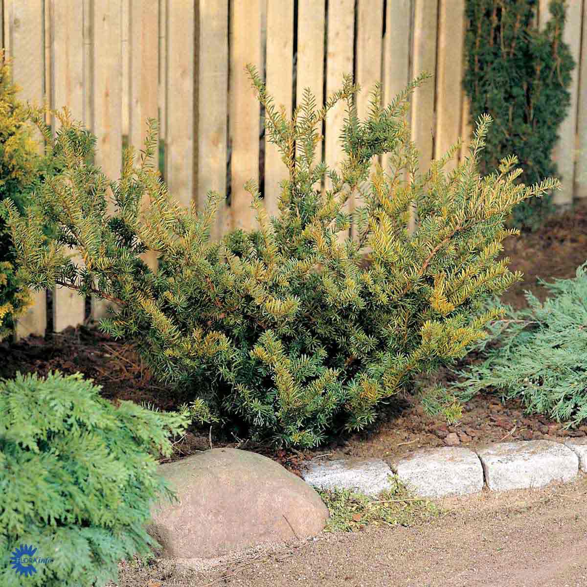 Hybridbarlind 'Farmen'