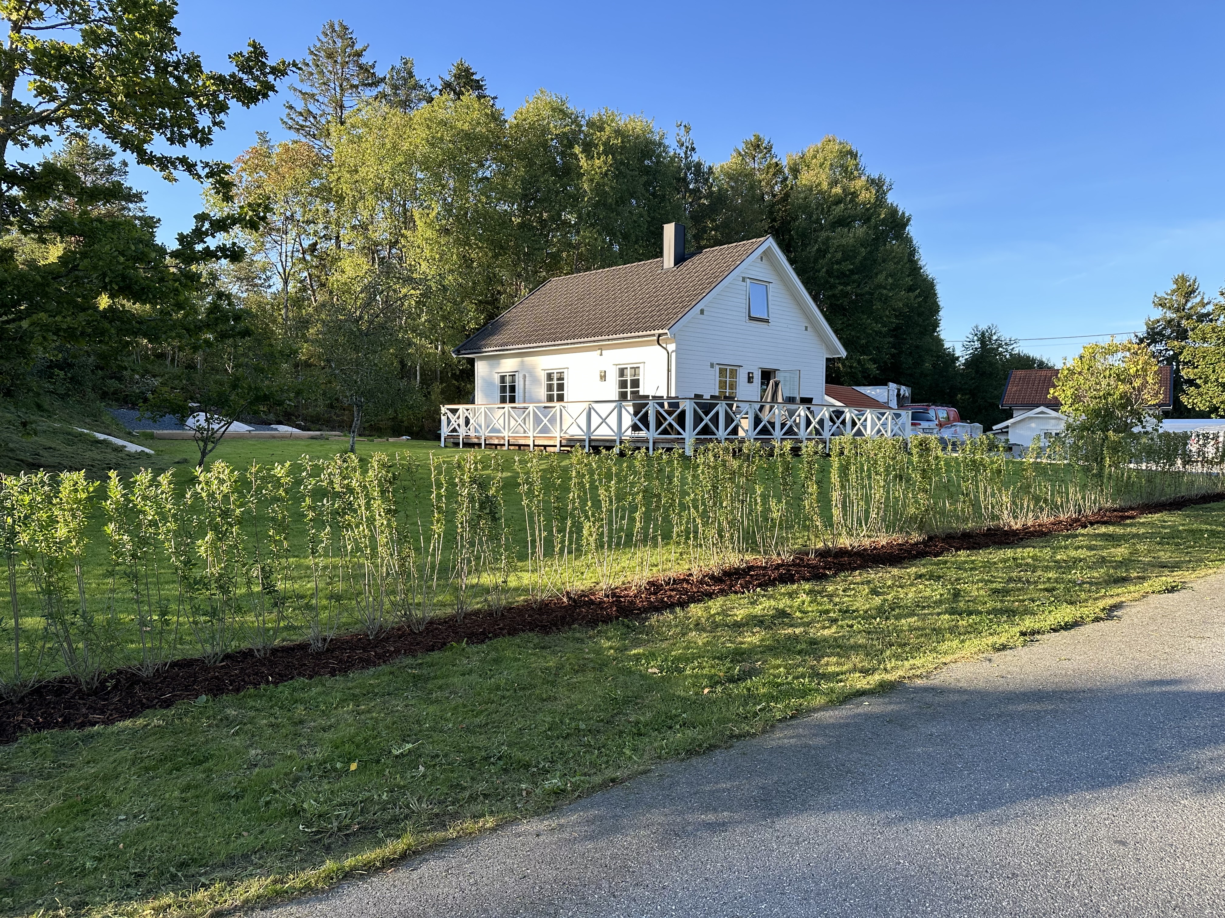 Liguster liga Halden 3 mdr etter planting