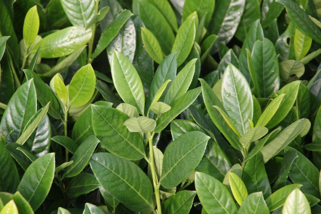 Laurbær 'Diana' (Busk)