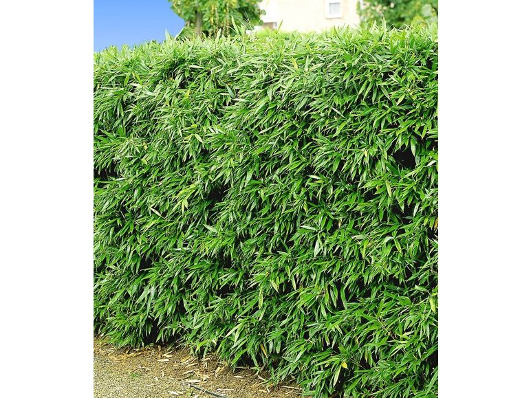 Nærbilde av bambus hekk