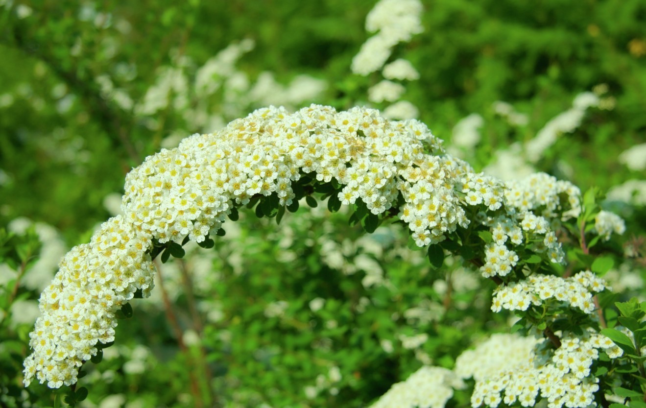 Sommerspirea 'Belbuan' E