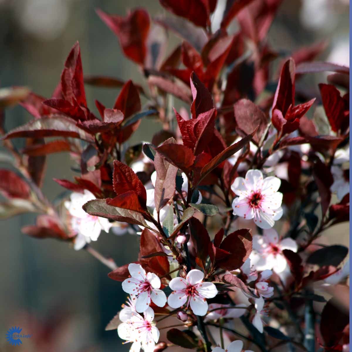 PURPURKIRSEBÆR - DVERGBLODPLOMME (BUSK)